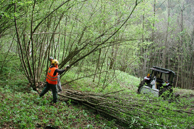 Harvesting of Hazelnut Spinelli