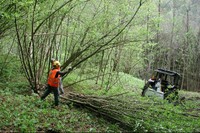 Harvesting of Hazelnut Spinelli