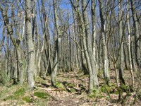 Wald Suchomel