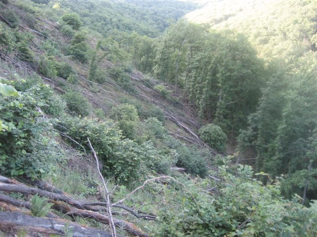 boppard3