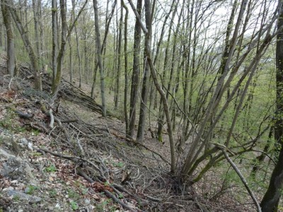 boppard7